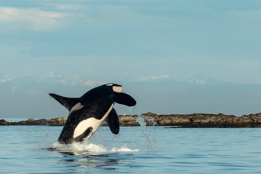 Restore The Snake River Southern Resident Orcas Need Snake River Salmon 